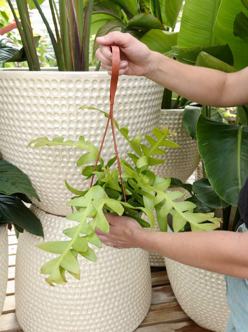 6" Epiphyllum Fern Leaf
