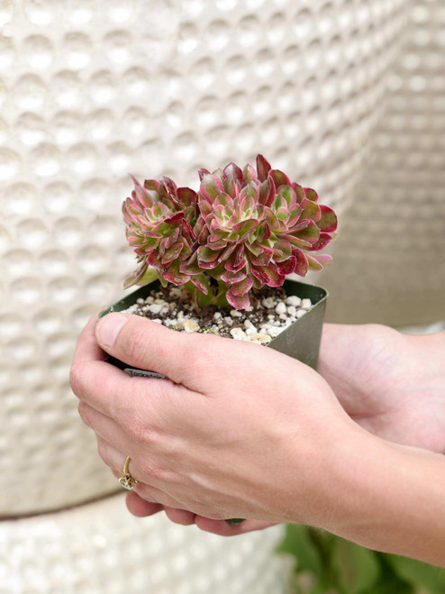 4" Aeonium Pink Witch Crest