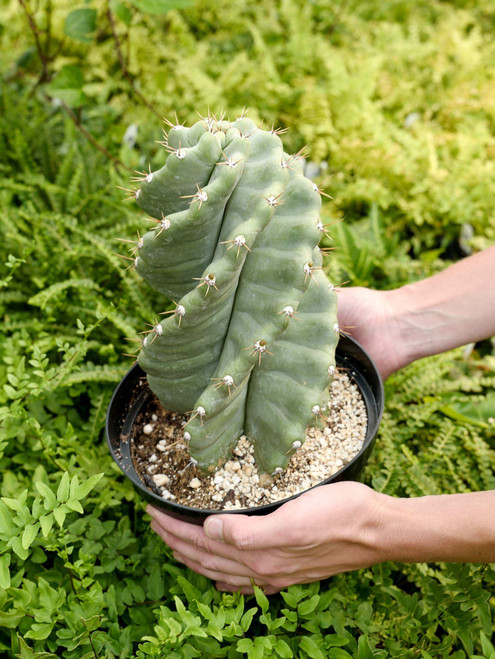 8" Cereus Forbesii Spiralis