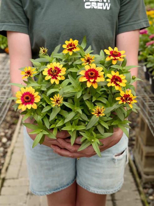 Zinnia 8 in