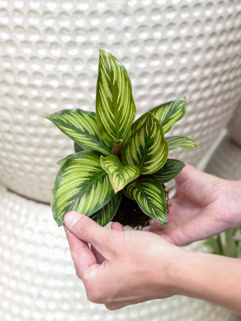 Shop - Indoor Plants - Calathea - Tonkadale
