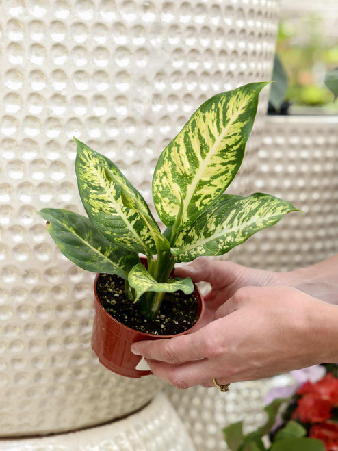 4" Dieffenbachia Sublime