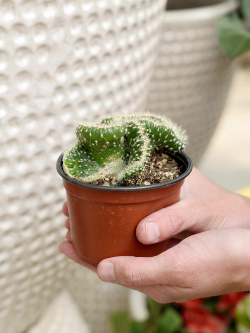 4" Opuntia Cylindrica