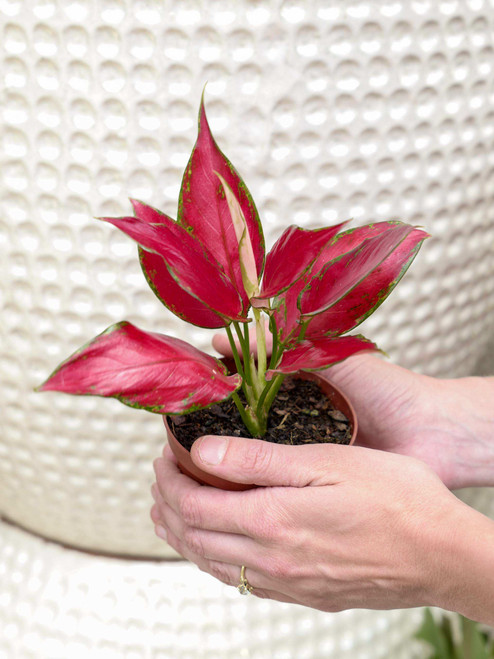 4" Aglaonema Ruby Garuda