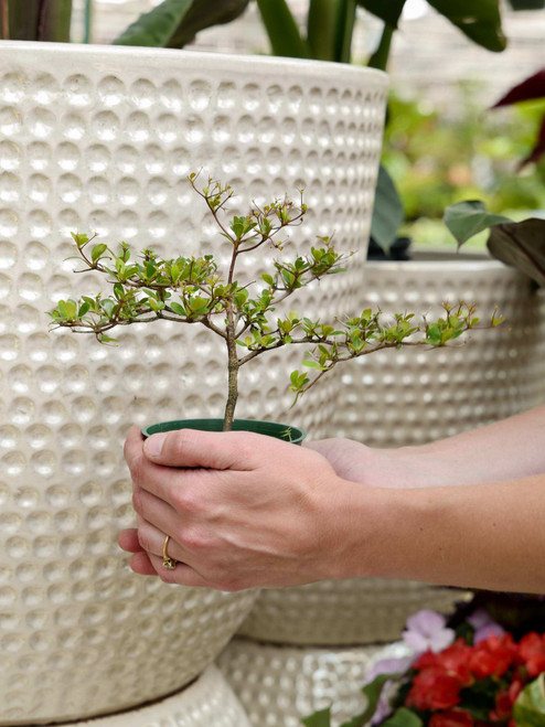 4" Bonsai Bucida Spinosa