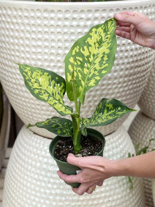 6" Dieffenbachia Cheetah