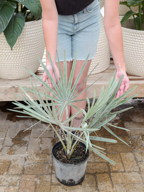 10" Silver Bismarkia Palm