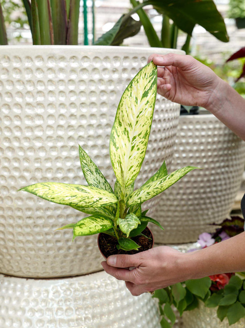 4" Dieffenbachia Starbright