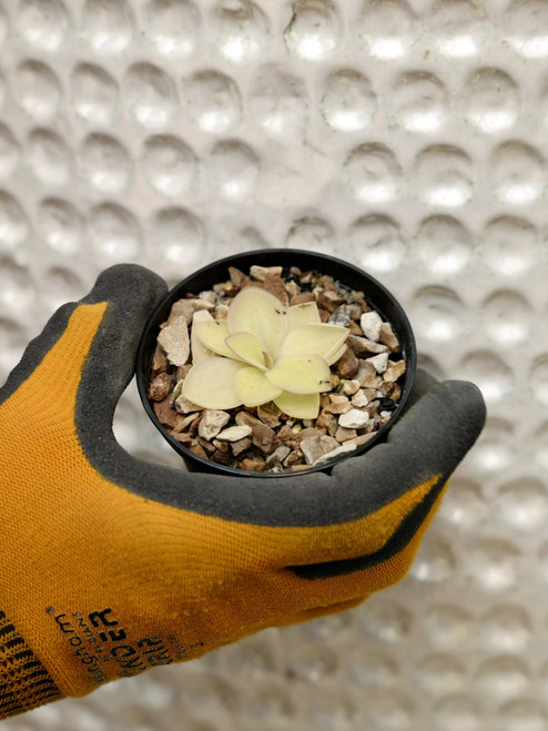 3" Pinguicula Ehlersiae Giant