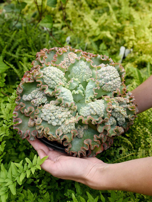9" Echeveria Sea Dragon