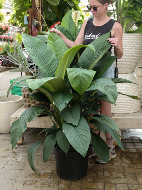 14" Peace Lily Sensation