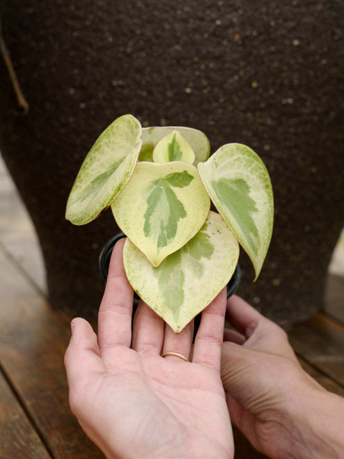 4" Peperomia Raindrop Variegated