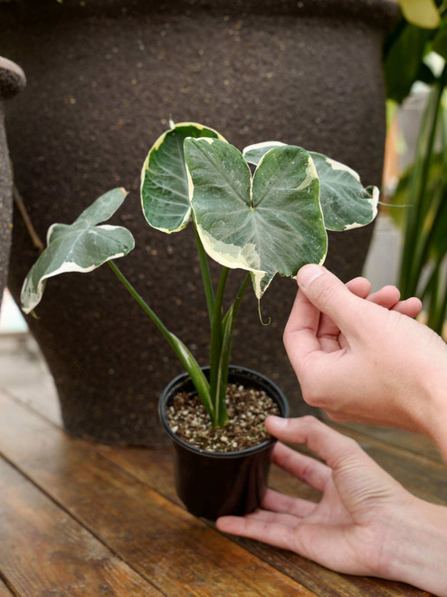 4" Alocasia Mickey Mouse