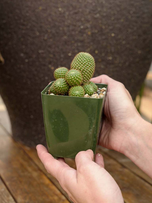 4" Rebutia Perplexa