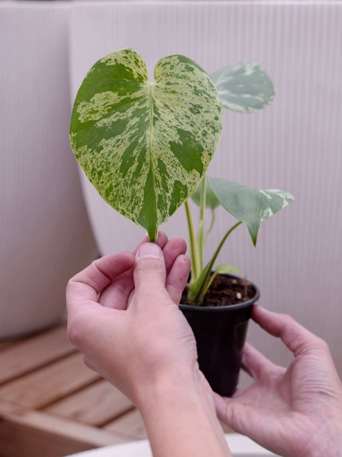 4" Monstera Bulbasaur