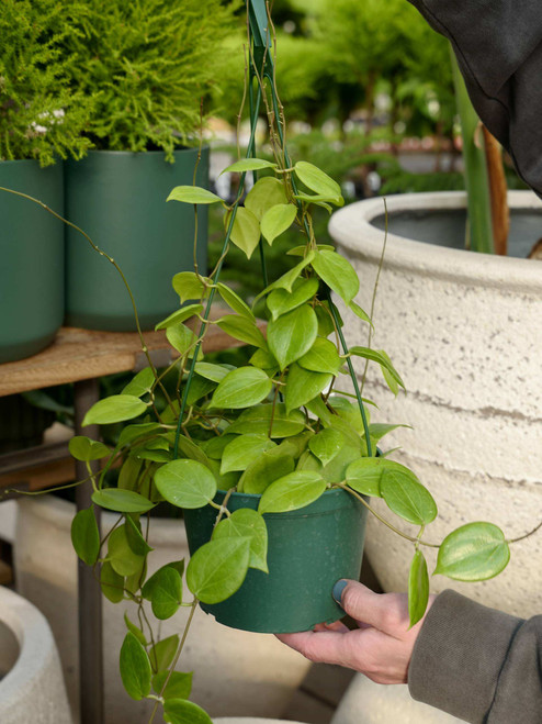 6" Hoya Neocaledonica