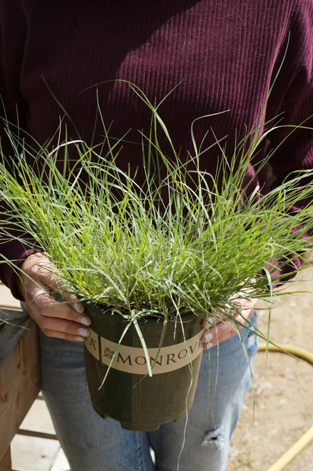 Blonde Ambition Blue Grama Grass