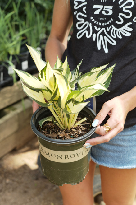 Hosta 'Fire and Ice' - 1 gal