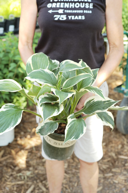 Hosta 'Patriot' (M) - 1 gal