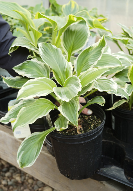 Hosta undulata 'Albomarginata' - 1 gal