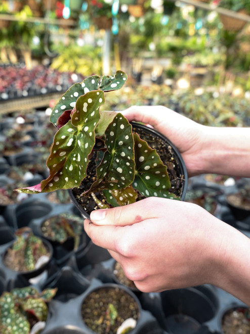 Begonia, Angel Wing 5 in