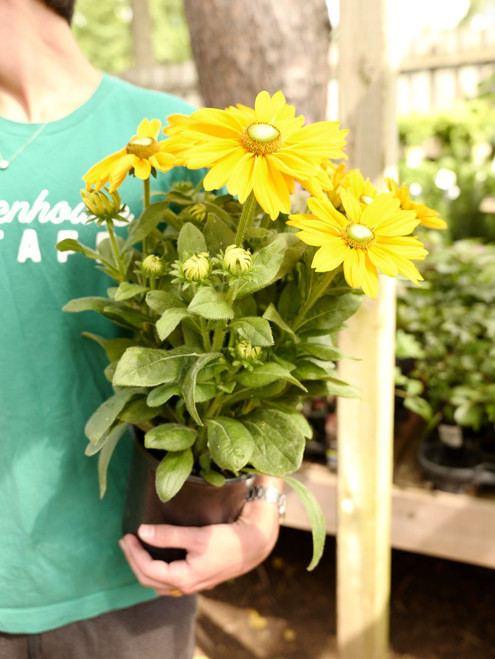 Sunbeckia 6 in