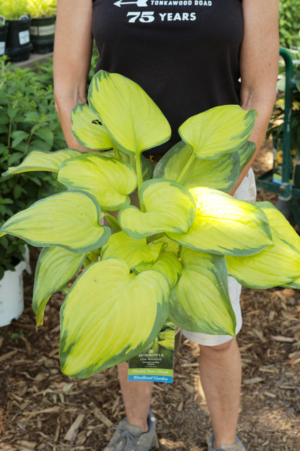 Hosta 'Stained Glass' (M) - 1 gal
