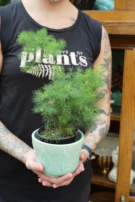 Asparagus Ming Fern