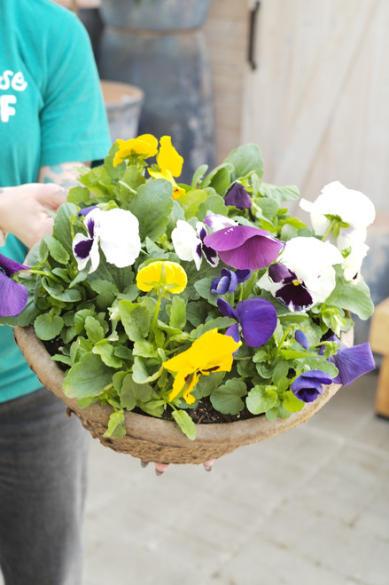 Pansy Bowl 12 in