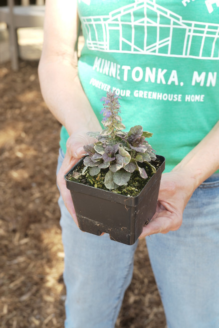 Ajuga 'Burgundy Glow' - L1