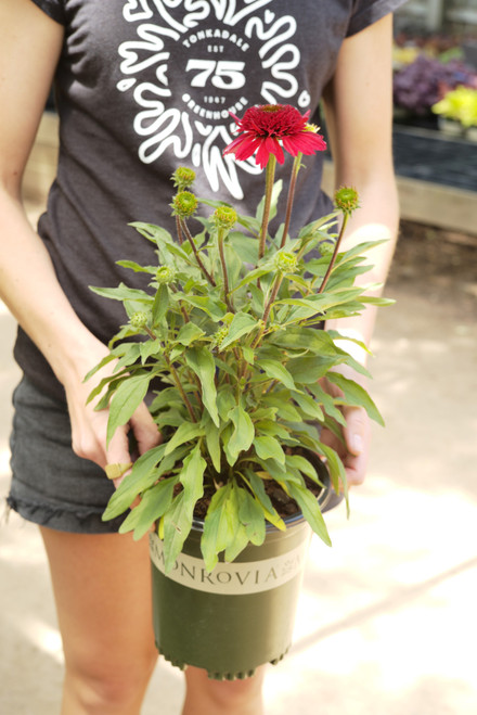 Echinacea 'Prima™ Ruby' - 1 gal