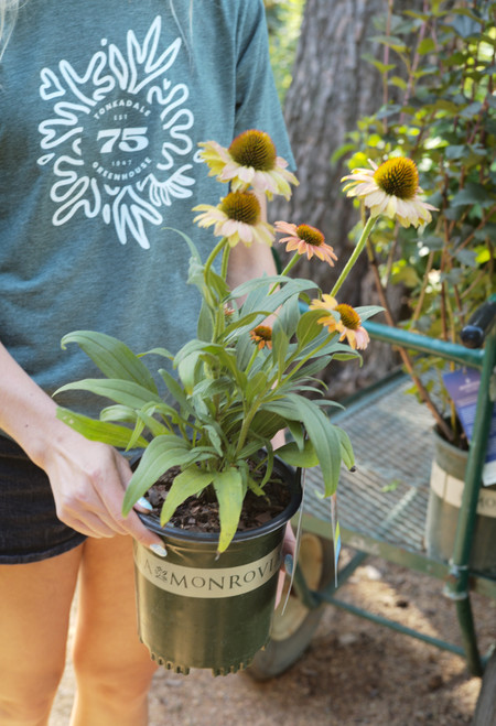 Echinacea Prima™ Ginger - 1 gal