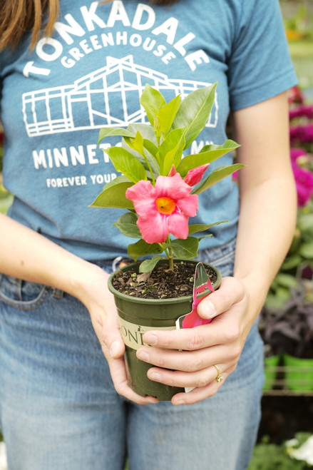 Mandevilla 'Mandinia™ Coral Pink' - L1 staked