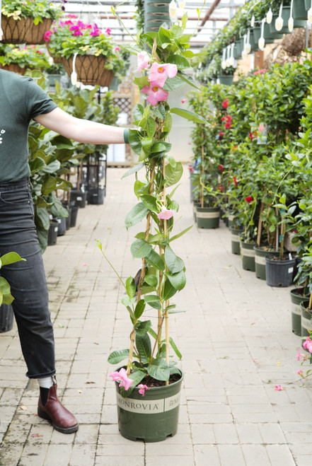 Mandevilla Sun Parasol® Giant Pink - 5 gal staked