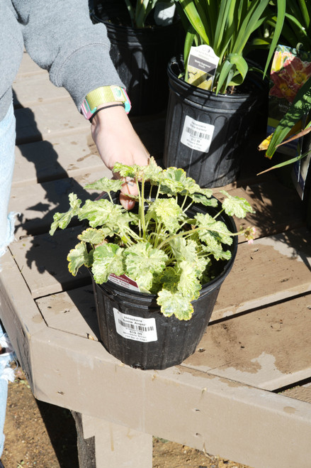 Heuchera 'Snow Angel' - 1 gal