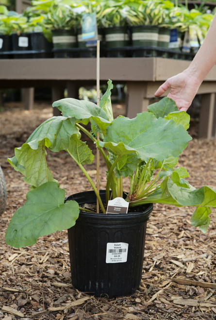 Rheum 'Victoria' (Rhubarb)  - 2 gal