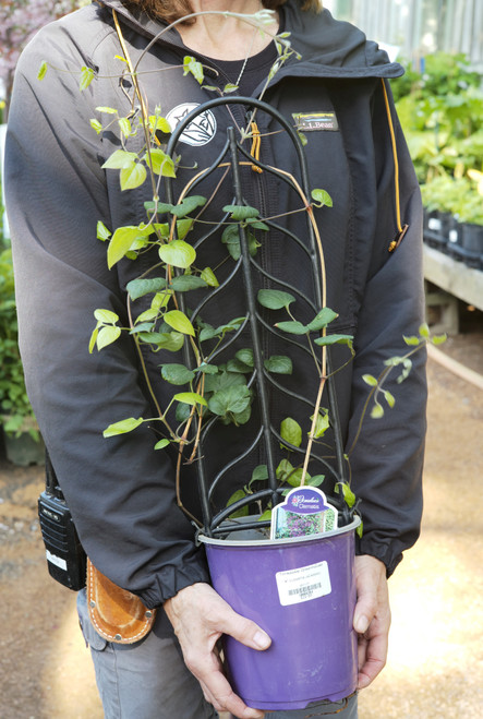 Clematis 'Jackmanii' (D) - 1 gal