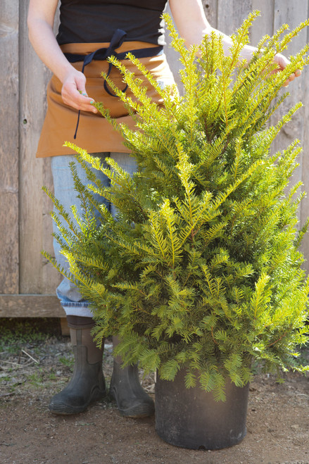 Taxus cuspidata 'Capitata' (Upright Yew) - 5 gal