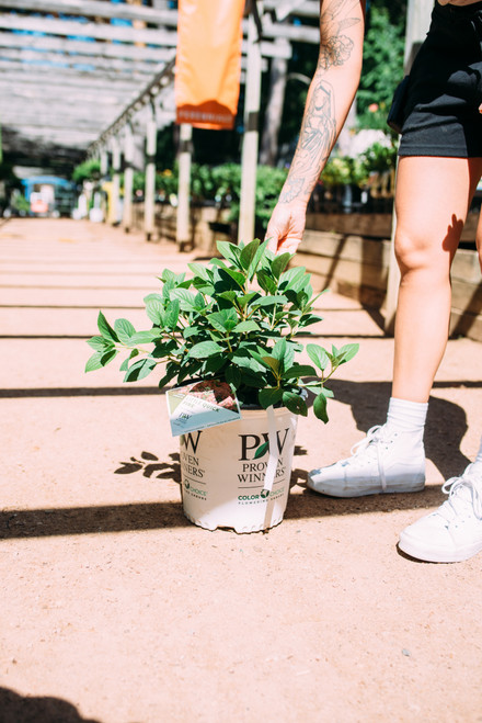 Hydrangea paniculata 'Little Quick Fire®' - 2 gal