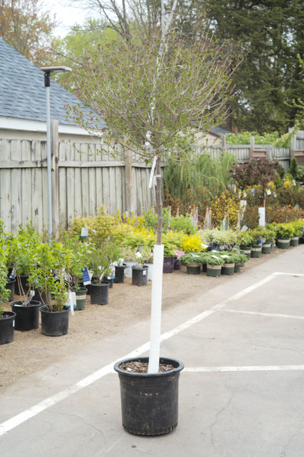 Syringa meyerii  Dwarf Korean Lilac Tree - 10 gal