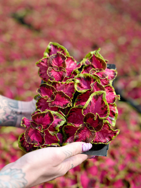 Coleus - 6 pack