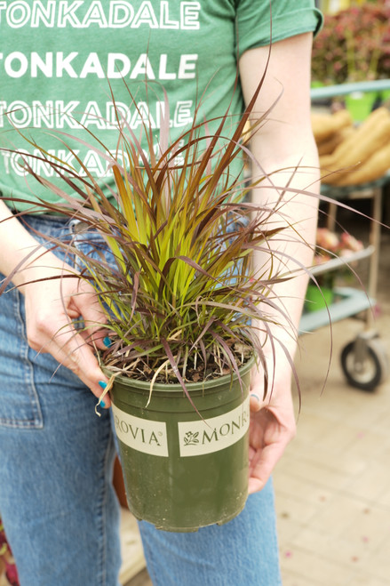 Purple Fountain Grass (M) - 1 gal