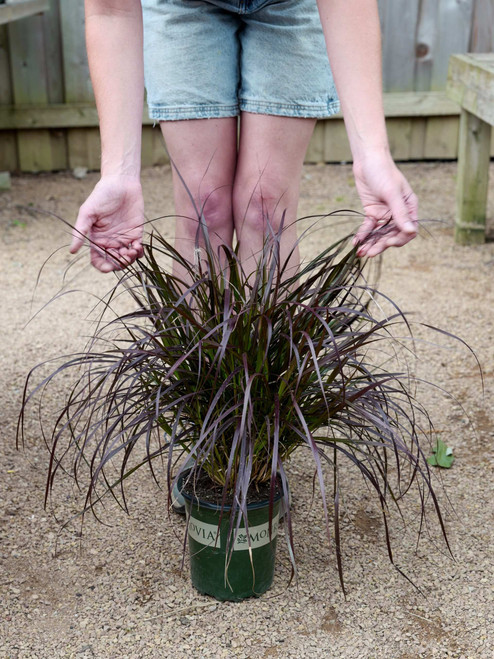 Purple Fountain Grass (M) - 1 gal