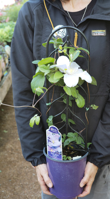 Clematis 'Silver Moon' - 1 gal