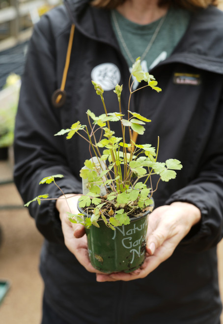 Aquilegia canadensis - 1 pt