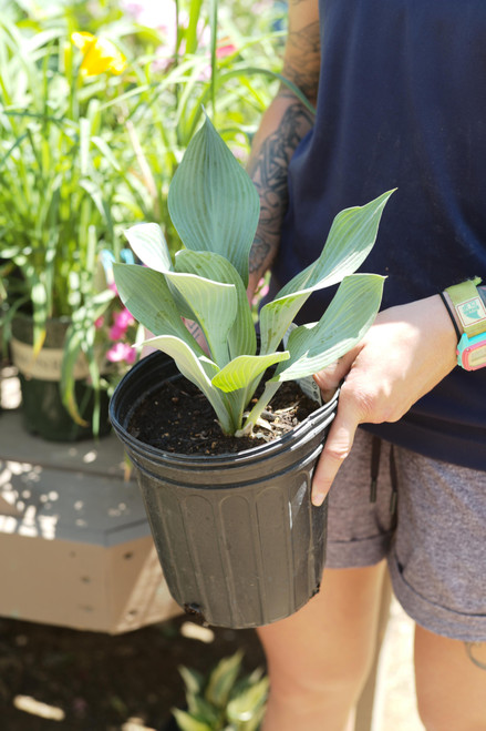 Hosta Krossa Regal (T) - 1 gal