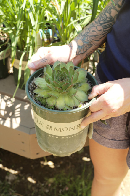 Sempervivum 'Black' - 1 gal