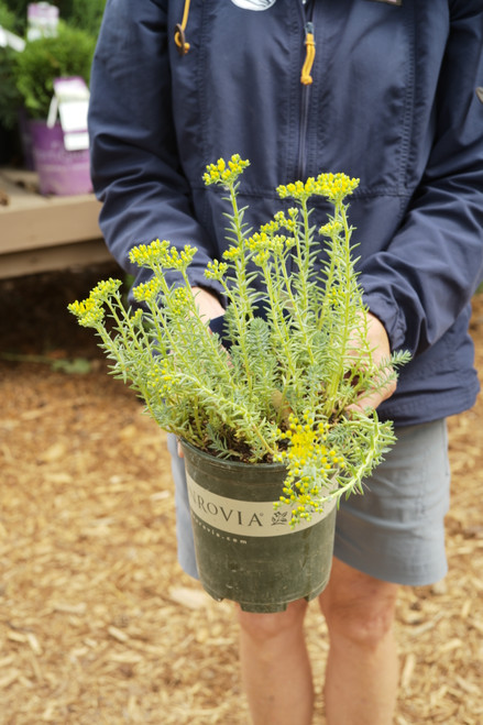 Sedum 'Blue Spruce' - 1 gal