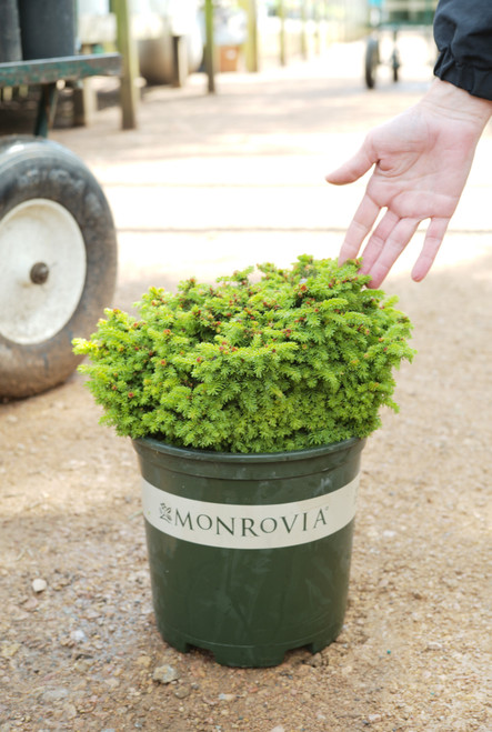 Picea Abies (Norway Spruce) Little Gem - 2 gal