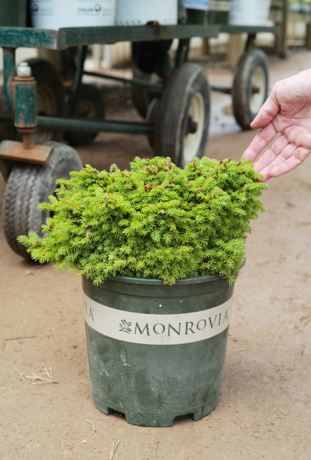 Picea Abies (Norway Spruce) Little Gem - 2 gal